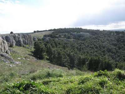 Pulicchio