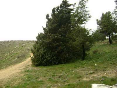 Orienteering